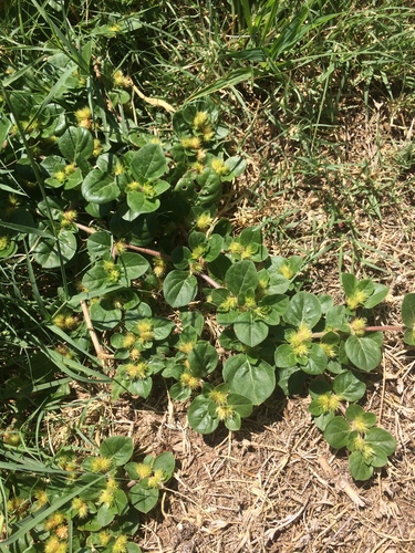 Alternanthera pungens iNat (3)