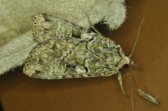 Anaplectoides pressus