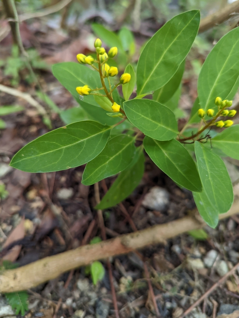Galphimia glauca, Kampong Glam, Singapore