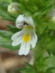 Euphrasia maximowiczii