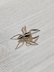 Plexippus paykulli
