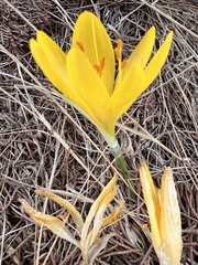 Sternbergia lutea