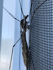 Tipula abdominalis