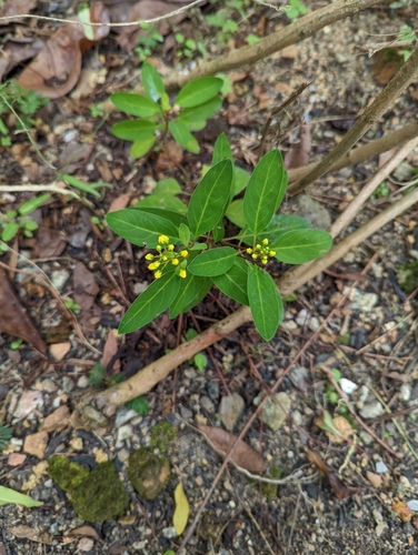 Galphimia glauca