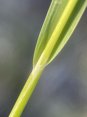 Vahlodea atropurpurea