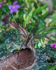 Dendrolycosa