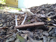 Leucocoprinus cretaceus image