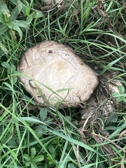 Chlorophyllum olivieri