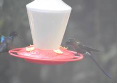 Boissonneaua jardini