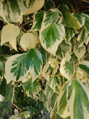 Hedera canariensis