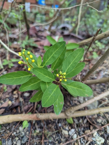 Image of Galphimia glauca by (c) Caleb Catto, some rights reserved (CC BY)