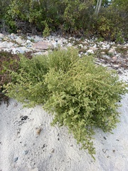 Salsola kali