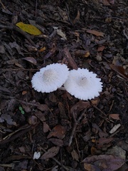 Leucocoprinus cretaceus image