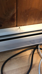 Pholcus phalangioides