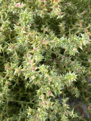 Salsola kali