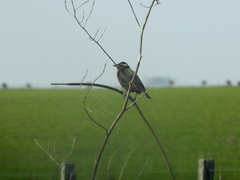 Leistes superciliaris