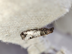 Notocelia incarnatana