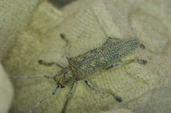 Saperda calcarata