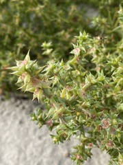 Salsola kali