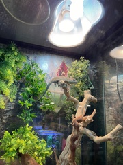 Chamaeleo calyptratus