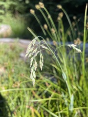 Vahlodea atropurpurea