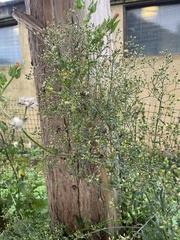 Erigeron floribundus