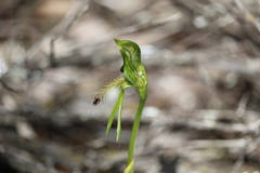 Pterostylis plumosa