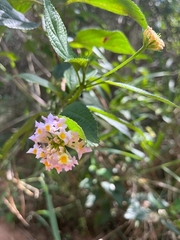Lantana achyranthifolia
