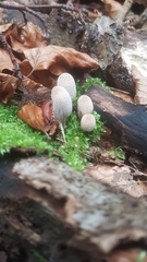 Fungi