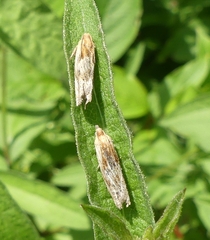 Eucosma cana