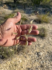 Bouteloua pectinata