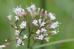 Valeriana officinalis