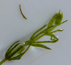 Chara virgata