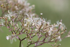 Valeriana officinalis