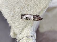 Notocelia incarnatana