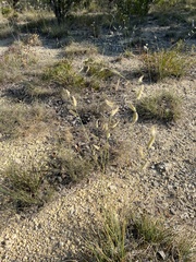 Bouteloua pectinata