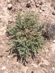 Euphorbia astyla