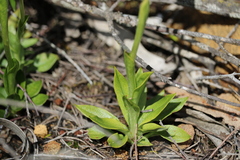 Pterostylis plumosa