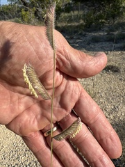 Bouteloua pectinata