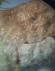 Lobaria