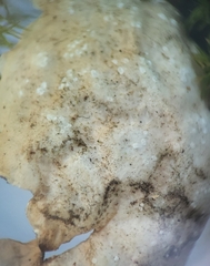 Lobaria