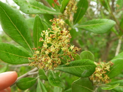 Searsia laevigata