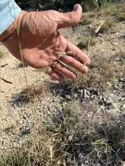 Bouteloua pectinata
