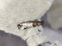 Notocelia incarnatana