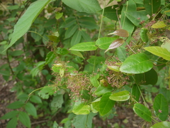 Vincetoxicum dalzellii