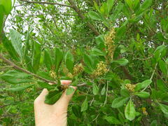 Searsia laevigata