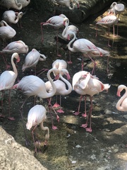 Phoenicopterus