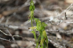 Pterostylis plumosa
