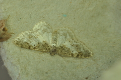 Hydrelia condensata