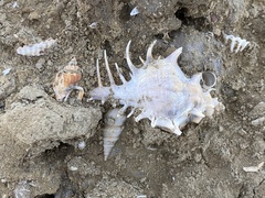 Mollusca